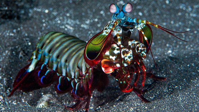 A colorful peacock mantis shrimp with vibrant green, red, and blue markings, and large stalked eyes, positioned on a sandy seabed.