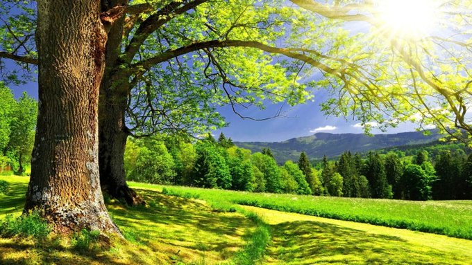 The image shows a beautiful landscape with two large trees standing next to each other, surrounded by lush green grass. The sun is shining brightly through the leaves of one of the trees, creating a warm and inviting atmosphere. In the background, there are mountains visible in the distance, adding depth and grandeur to the scene. The image also contains text that reads "GM CT! @TheARCTERMINAL: Ka Labs' decentralized AI operating system. It features private AI agents with emotional intelligence, DeFi integration, and seamless multichain functionality". This text is not directly related to the main visual elements of the image but could be a description or information about the image's source or context.