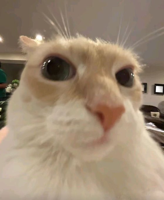 A close-up of a wide-eyed white cat gives the post a confused, alarmed expression, as if asking, “Is BTC aware that it’s going in the wrong direction?” No other text, numbers, tickers, or names are visible.