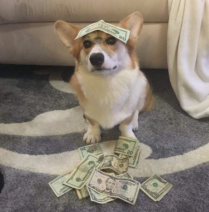 In this image, a corgi dog wearing glasses with dollar bills sitting on its head as if it's sitting on top of money. The caption for the picture reads "GM CT Exploring @TheARCTERMINAL x @quipnetwork Gonna spend some crypto through @useTria Sleep on @sleepagotchi Happy weekend". This implies that the dog is wearing a unique and stylish hat, adding humor to the image by incorporating the actual content of money into a playful scenario.