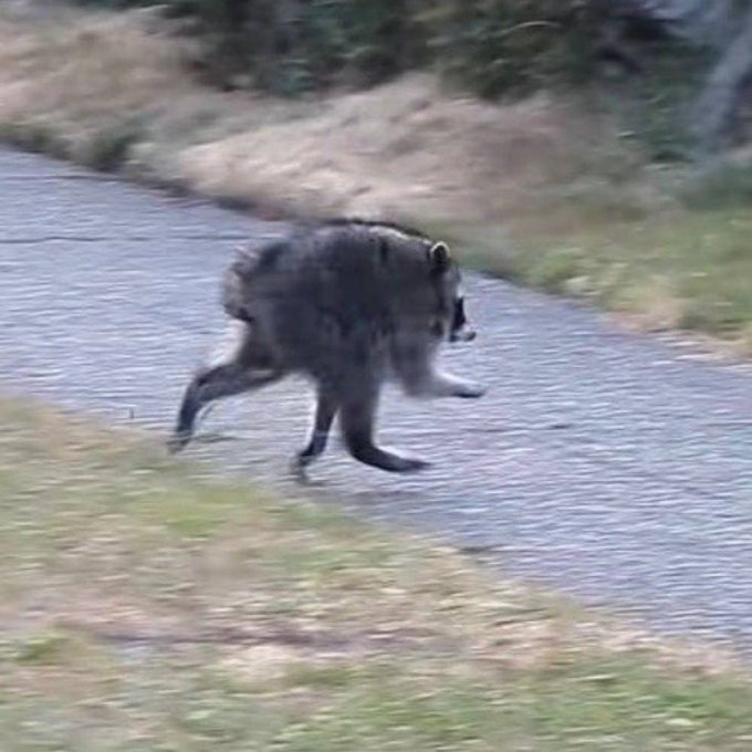 A photograph captures a raccoon walking across a paved road with grass and foliage visible in the background.