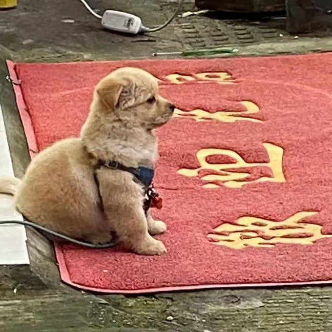 The image features a small puppy sitting on top of a red carpet, looking at something off-camera. The background includes a sign with Chinese characters that reads "$LAB" along with some text about the importance of time management.