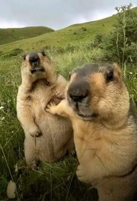 The image features two brown bears standing together in a grassy field, with one bear appearing to be rubbing its head against the other's arm. The background of the photo shows a hillside covered in trees, providing a natural setting for the scene. There is also text present that reads "So you saying CZ admits Bitcoin is dead rn?!". This suggests that there might have been an earlier conversation or statement about Bitcoin and its value, which has now been brought up in this image.