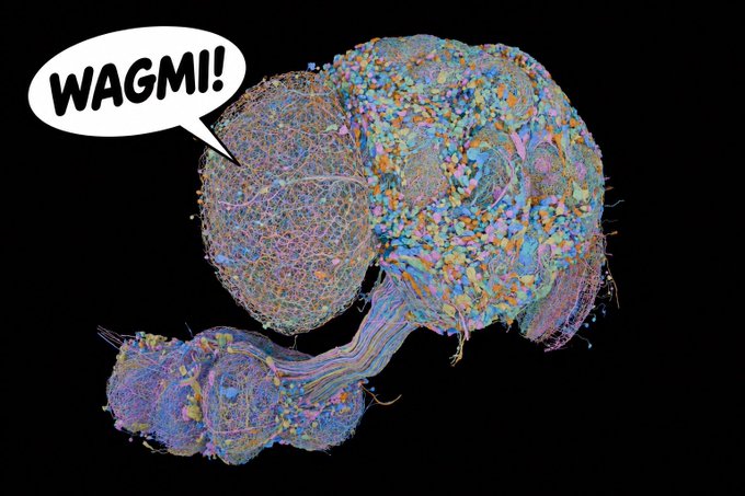 A colorful microscopic image of what appears to be a fruit fly brain with a speech bubble saying 'WAGMI!'
