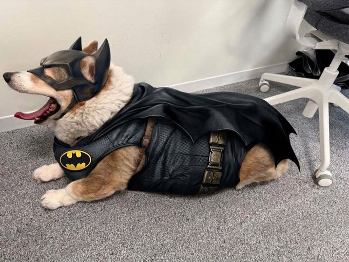 A Shiba Inu dog dressed in a Batman costume with a black mask, cape, and bat symbol lies on a carpeted floor next to an office chair.