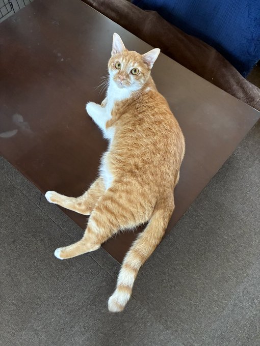 An orange tabby cat lies on its side on a dark brown table, looking up at the camera with bright eyes.