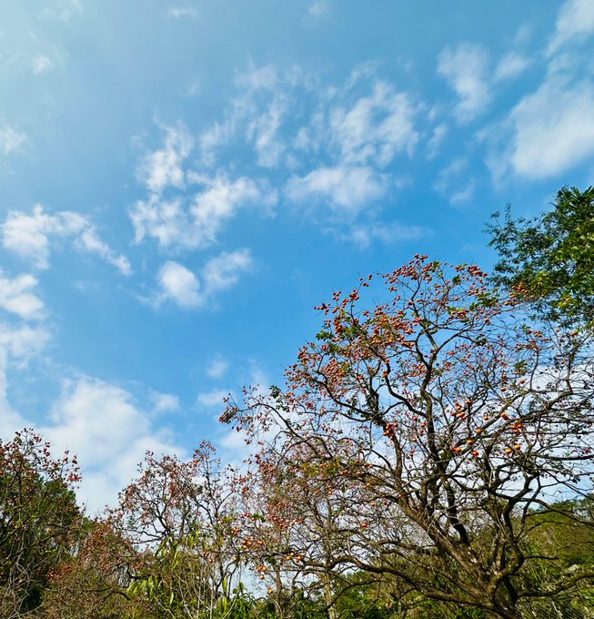 A bright blue sky with scattered white clouds stretches above the branches of a tree bearing small orange-red blossoms, likely a flame tree in bloom.