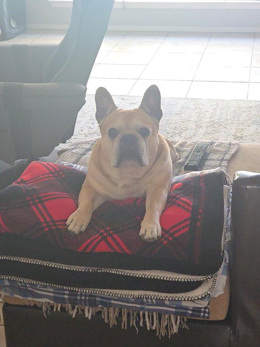 A French Bulldog resting on a red plaid blanket and a blue checkered mat on a leather couch, with a television remote nearby.