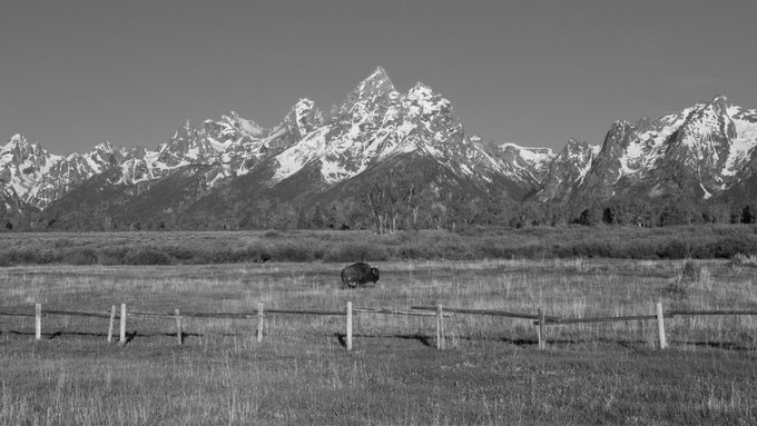 A black and white photograph featuring a majestic snow-capped mountain range, likely the Grand Tetons, towering over a grassy field where a bison grazes near a wooden fence.