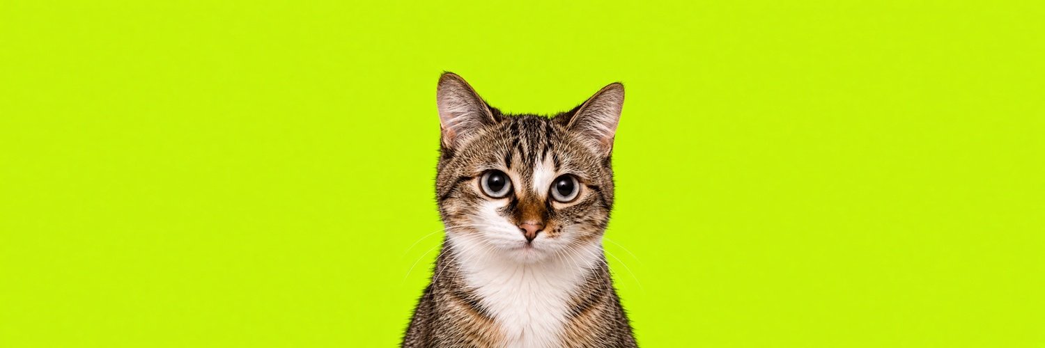 A tabby and white kitten looking directly at the camera against a bright lime-green background.