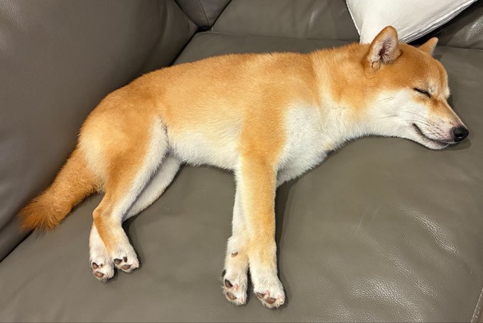 A tan and white Shiba Inu sleeps peacefully on a gray leather couch, its front legs stretched out straight in front of it in a comically extended pose that perfectly illustrates the quirky sleeping habit mentioned in the caption.