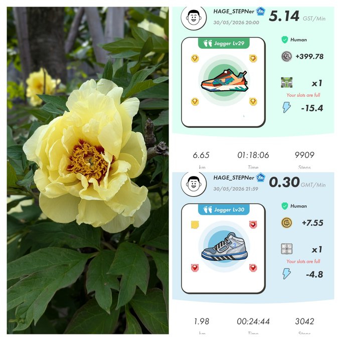 The image shows two different pictures of a yellow flower, with one picture being a close-up view of the flower's petals and the other showing the entire flower against a background. The text in the image reads "2026/05/30 399.78GST 7.55GMT Stepn Activation Code". This information is related to the post because it appears that someone has posted about the yellow flower, possibly discussing its details or providing some context for the images.