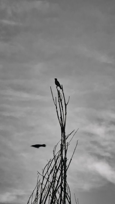 A black and white photograph showing the silhouettes of two birds—one perched on bare branches and another flying—against a cloudy gray sky.