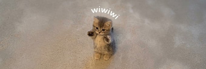 A small fluffy kitten stands on its hind legs reaching upward on a sandy surface, with the text "wiwiwi" displayed in white above its head, serving as a banner image for the Solana token $wiwiwi.