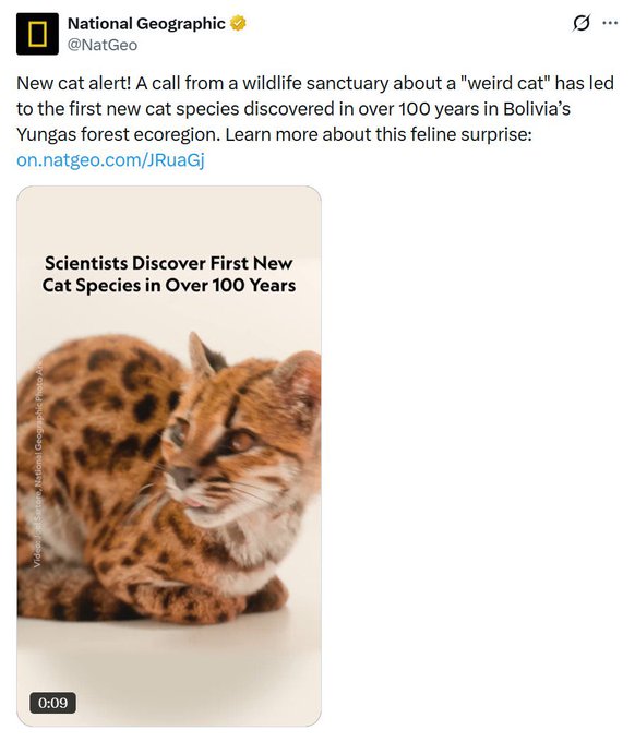 National Geographic's tweet announces the discovery of a new cat species in Bolivia's Yungas forest—the first in over 100 years—accompanied by an image of the spotted feline. Note: The accompanying post appears to be unrelated spam promoting a cryptocurrency token, with no connection to the National Geographic content shown.