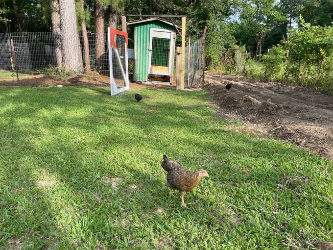 The image shows a group of chickens walking around in an outdoor area, with one chicken standing out as it appears to be looking at something or someone. The chickens are scattered throughout the scene, some closer to the foreground while others are further away. In the background, there is a green shed and trees, creating a peaceful atmosphere for the chickens. The post encourages people to focus on building real utility instead of chasing noise, which can be applied to this image by emphasizing the importance of taking care of animals in an outdoor setting rather than being distracted by other activities or noises.