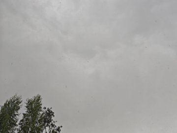 An overcast gray sky with faint specks, possibly rain or insects, seen above the tops of trees.