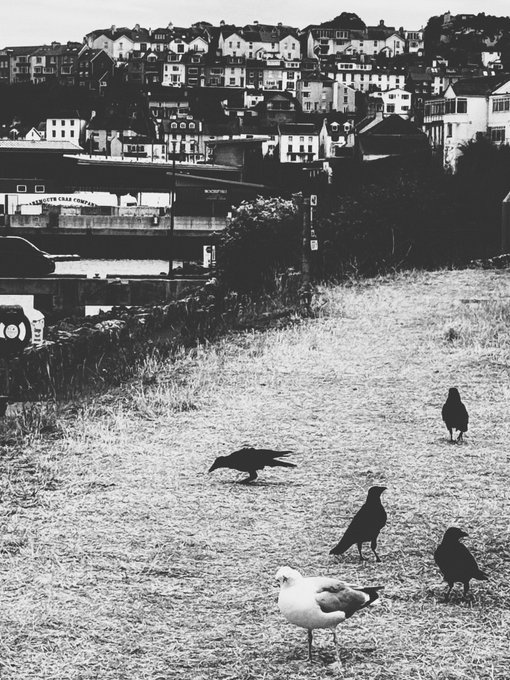 A black and white photograph of four black crows and one seagull on a grassy area with a hillside town visible in the background.