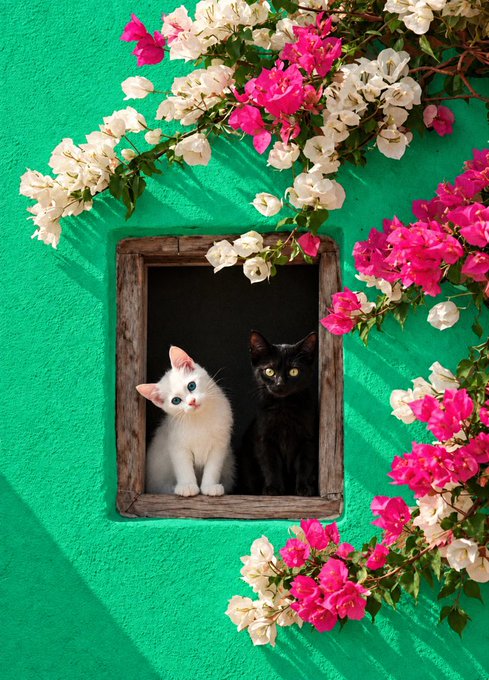 A vibrant photograph of a white cat and a black cat sitting together inside a wooden frame mounted on a bright green wall, surrounded by cascading pink and white bougainvillea flowers.