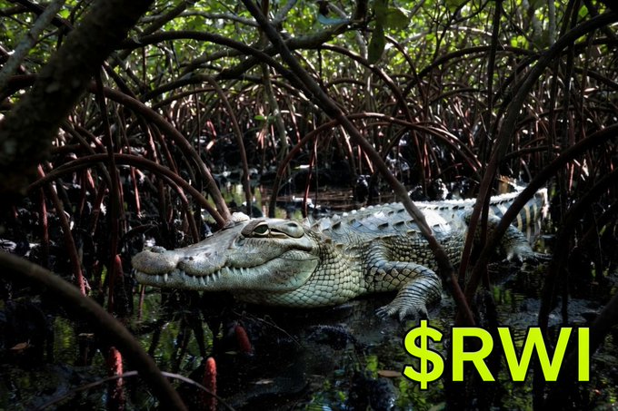 An alligator rests in mangrove roots with the text '$RWI' overlaid in yellow.