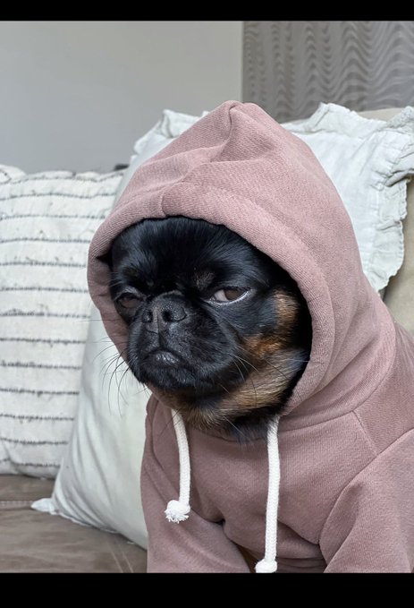 A small black and tan dog with a slightly grumpy expression sits on a couch wearing a dusty rose-colored hooded sweatshirt.