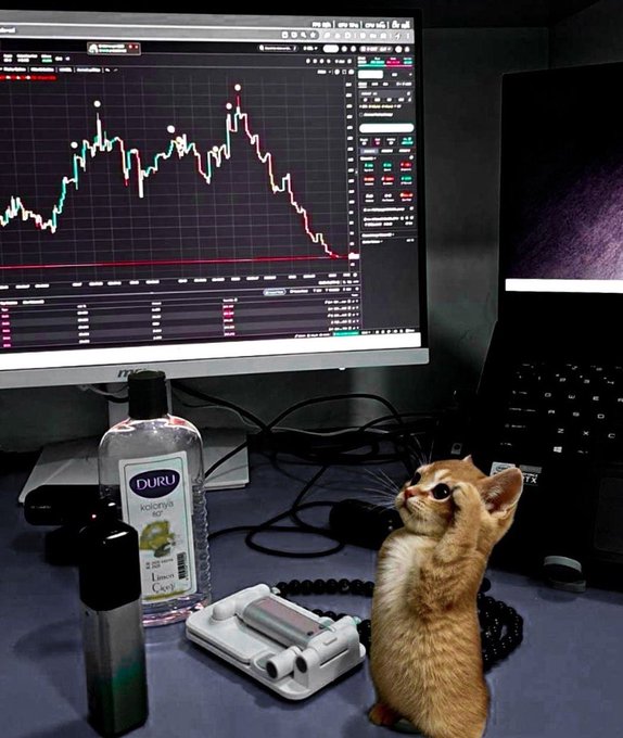 The image shows an orange kitten standing next to a computer monitor with a graph of Bitcoin prices displayed, possibly at a desk or computer workstation setup. A bottle of Distilled Water sits nearby, along with some office supplies like scissors and paper clips. The kitten is looking up at the screen, seemingly intrigued by the price fluctuations in the market.