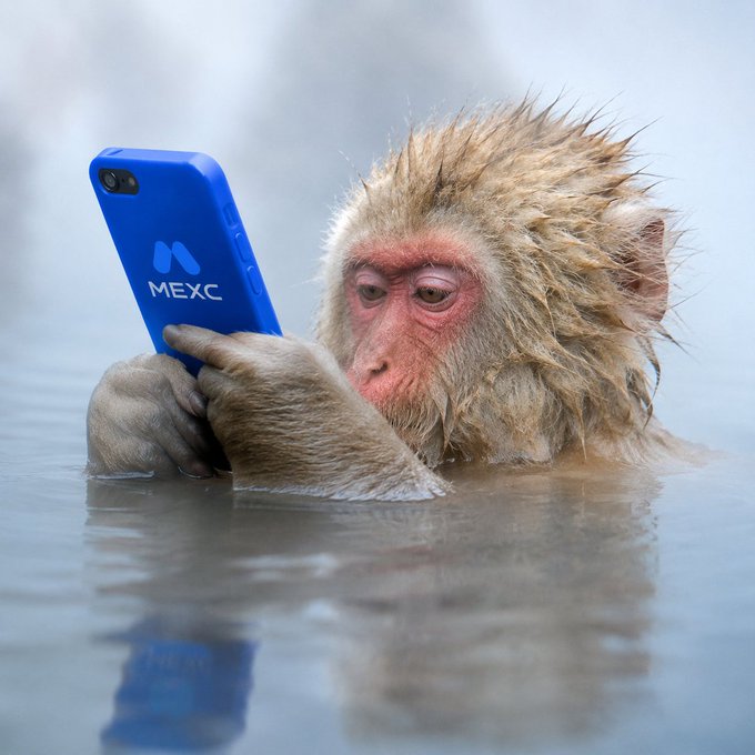 A wet Japanese macaque holds a blue phone case labeled "MEXC" while bathing in water, staring intently at the screen—perfectly capturing the "can't stop checking the charts" weekend struggle.