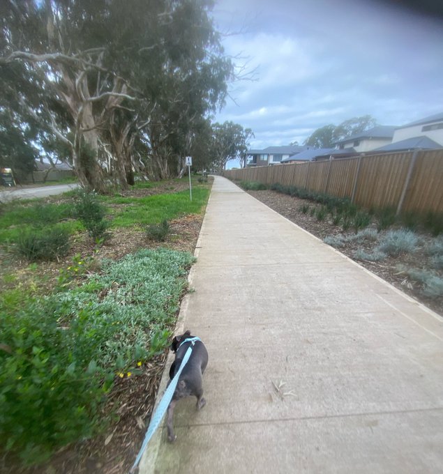 A small dark-colored dog on a blue leash walks along a concrete footpath lined with garden beds, shrubs, and large trees, with a wooden fence and houses visible in the distance.