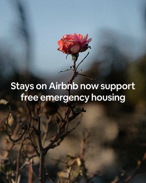 A pink rose on a thorny stem against a blurred landscape, overlaid with the text: "Stays on Airbnb now support free emergency housing."