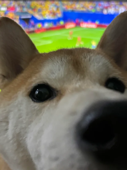 The image features a brown dog with white fur, looking directly at the camera while its nose is close to the viewer's face. The background of the photo shows a soccer field or stadium filled with people watching a game. There are also several other people in the scene, indicating that it might be a popular event. The caption on the image reads "POV: You're waiting for today's SHIBArmy Predicts Should we run another one? Yes Absolutely". This suggests that the dog is likely at an event related to soccer or sports and is excitedly waiting for more action in the game.