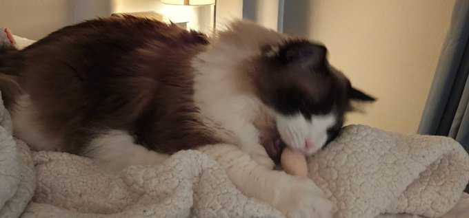 A fluffy brown and white cat rests on a textured cream blanket, appearing to groom its paw with a relaxed expression.