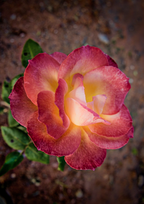 A close-up photograph of a rose with vibrant pink and red outer petals fading into a bright yellow center, set against a blurred earthy background.