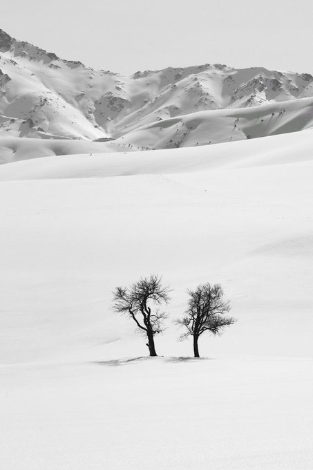 A minimalist black-and-white photograph showing two bare trees standing alone in a vast snow-covered landscape with snow-covered mountains rising in the background.