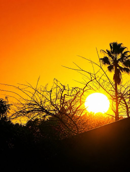 A vibrant orange sunset sky with silhouettes of bare tree branches and a palm tree.