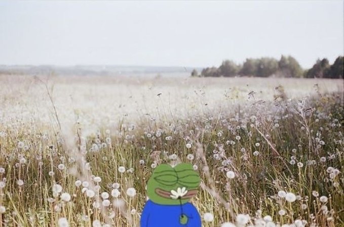 A Pepe the Frog cartoon character edited into a photograph of a field of dandelions, holding a daisy flower with a peaceful expression.