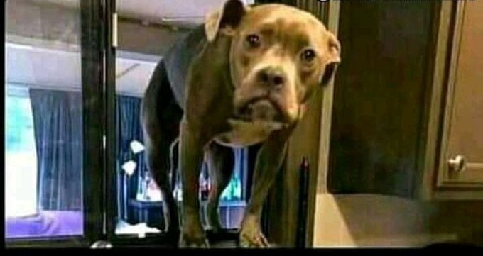 A close-up photo of a tan and white pit bull dog staring intently through a glass door at the camera.