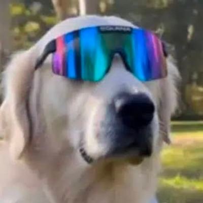A close-up photo of a golden retriever dog wearing large, iridescent rainbow-colored sunglasses, appearing relaxed outdoors.