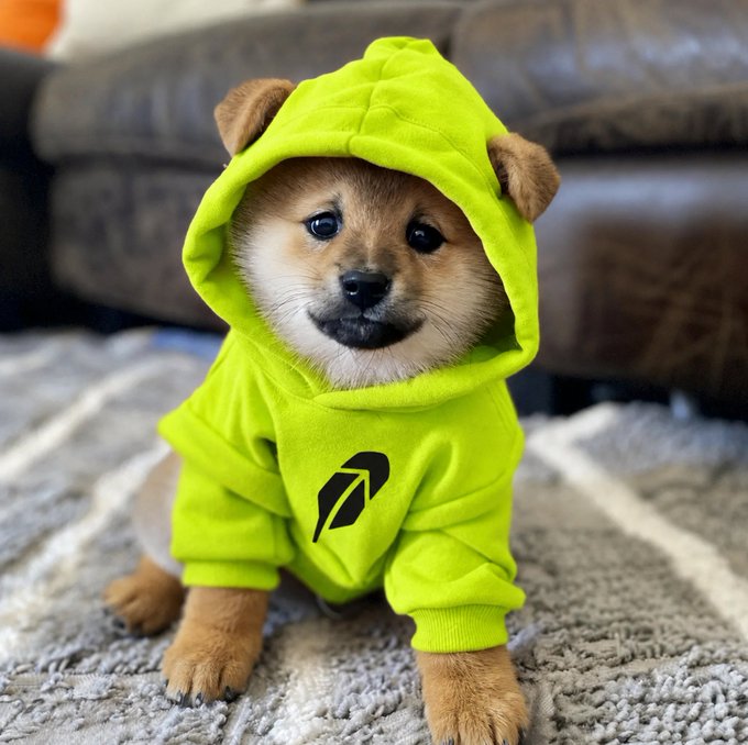 A Shiba Inu puppy wearing a bright green hoodie with a black logo sits on a rug in front of a leather couch.