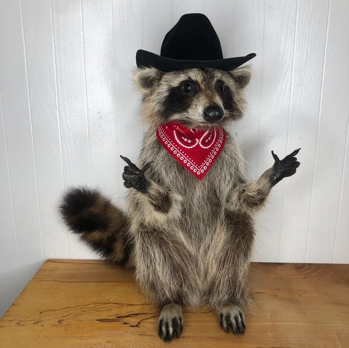 A taxidermy raccoon stands on a wooden surface, wearing a black cowboy hat and a red bandana around its neck, with its paws raised.