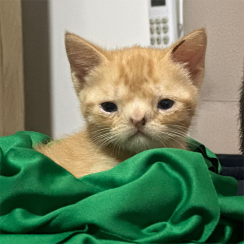 A close-up photo of an orange tabby kitten wrapped in a green blanket, looking directly at the camera with a calm expression.