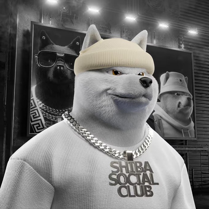 A 3D-rendered white Shiba Inu dog wearing a beanie, chain necklace, and a sweatshirt reading 'SHIBA SOCIAL CLUB', with framed pictures of other dogs on the wall behind it.