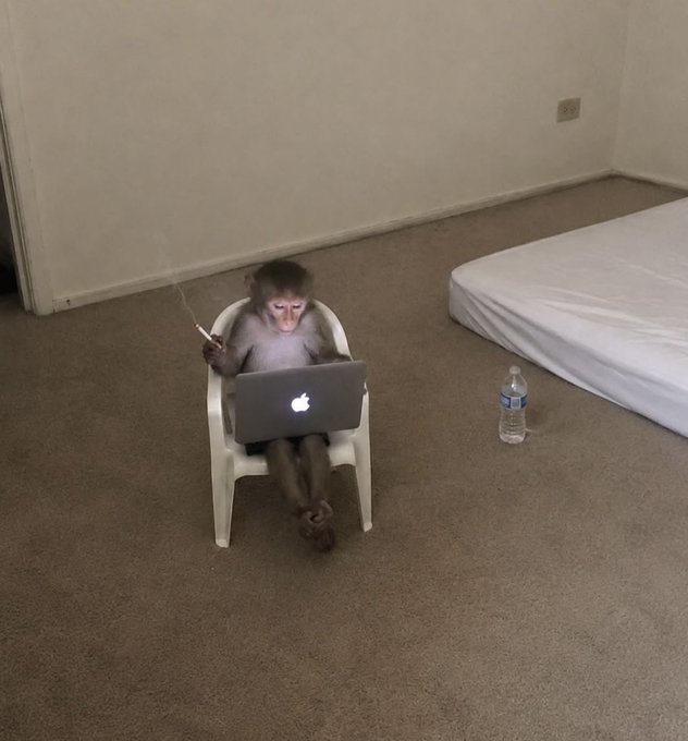 A monkey relaxes in a small white chair, using a MacBook while holding what appears to be a cigarette, with a water bottle on the floor nearby, humorously mirroring the "weekend's over" sentiment by showing someone taking a contemplative break before returning to work tomorrow.