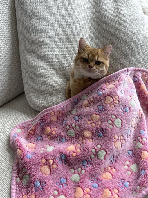 An orange tabby cat sits on a gray couch next to a pink paw-print patterned blanket.