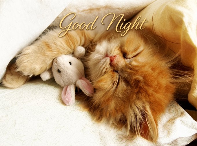 A fluffy orange cat sleeping peacefully next to a small stuffed bunny toy under covers, with elegant gold 'Good Night' text overlaid.
