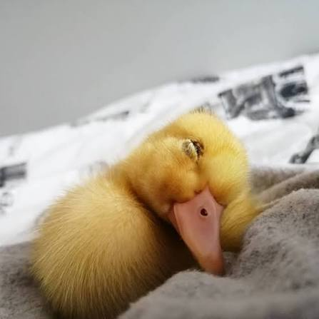 A close-up photo of a fluffy yellow duckling resting on a gray towel, its eyes half-closed in a sleepy expression.