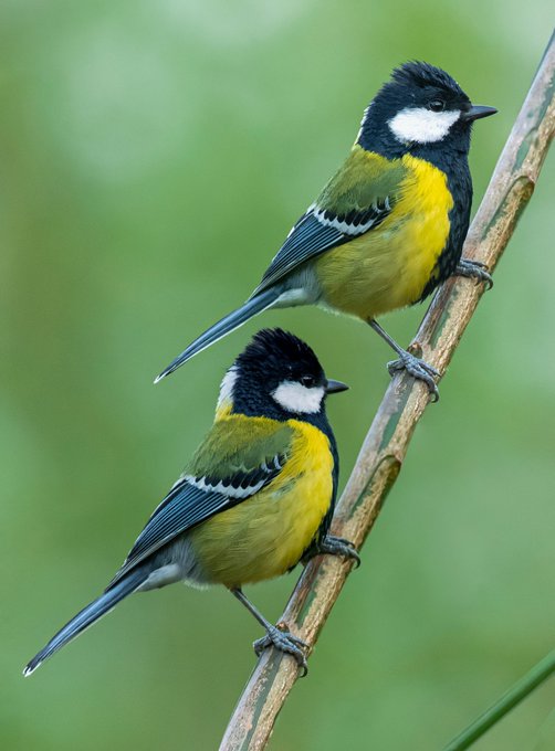 Two colorful birds with black, white, and yellow plumage perch on a bamboo stem against a green background.