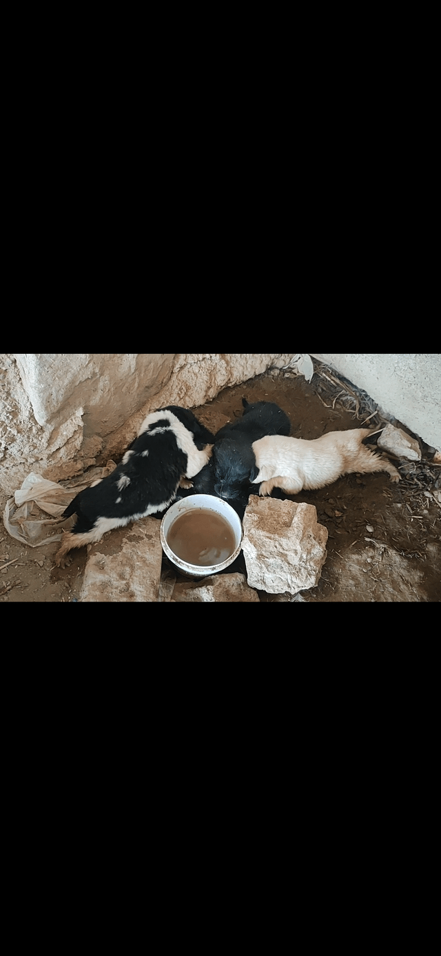 Three puppies sleeping on a dirt floor next to a bowl of water, with a plastic bag and rock visible in a simple, rustic setting.