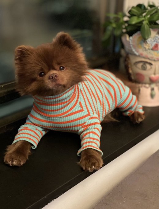 A small brown Pomeranian dog wearing a striped teal and orange shirt lies on a dark surface near a window, with a decorative plant visible in the background.