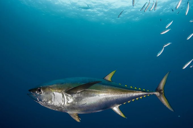 An underwater shot of a large tuna swimming in clear blue water, accompanied by several smaller fish near the surface.