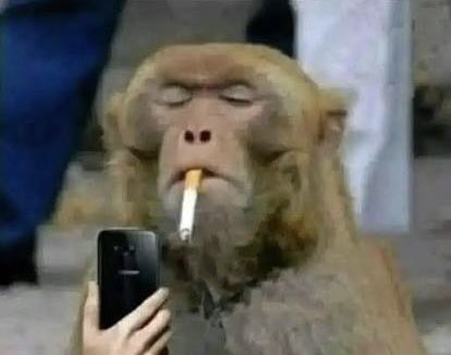 A humorous photo of a monkey smoking a cigarette while holding a smartphone, appearing to text or look at the screen with a deadpan expression.